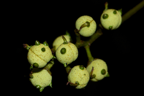 Macaranga mellifera image