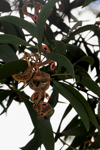 Acacia melanoxylon image