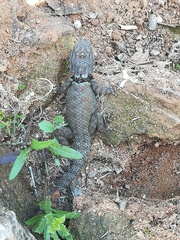 Sceloporus torquatus torquatus