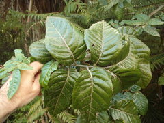 Alectryon excelsus grandis