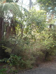 Alectryon excelsus grandis