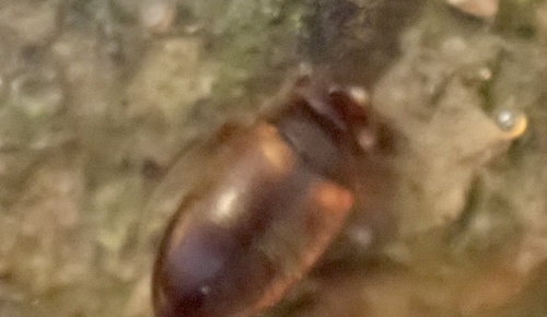Hydroporus striola