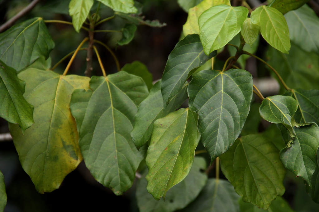 Macaranga mellifera