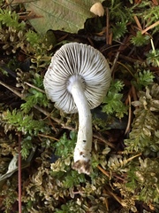 Tricholoma terreum image