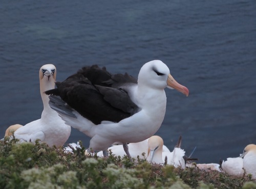 Albatros ojeroso (Thalassarche melanophris)