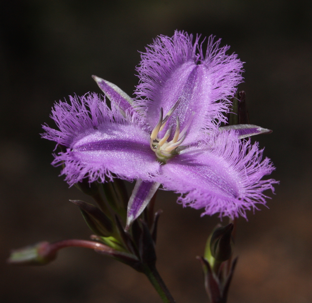 Thysanotus tenellus