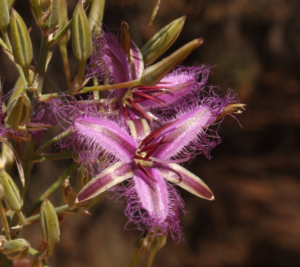 Thysanotus rectantherus