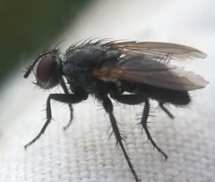 Rhinophoridae
