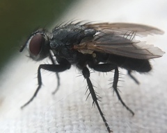 Rhinophoridae