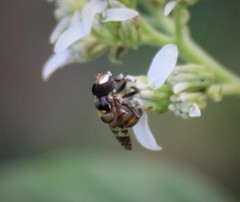 Copestylum tamaulipanum