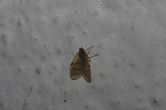 Bothriocera