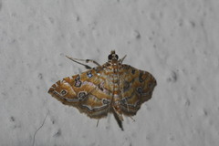 Ommatospila narcaeusalis