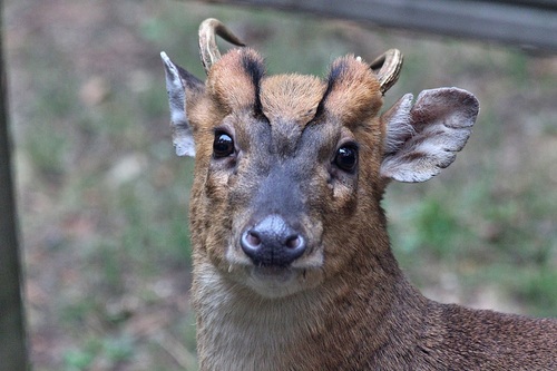 Reeves's Muntjac