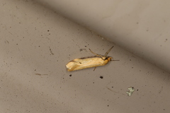 Philobota protecta