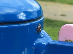 Metaphidippus manni