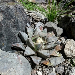 Ariocarpus retusus retusus