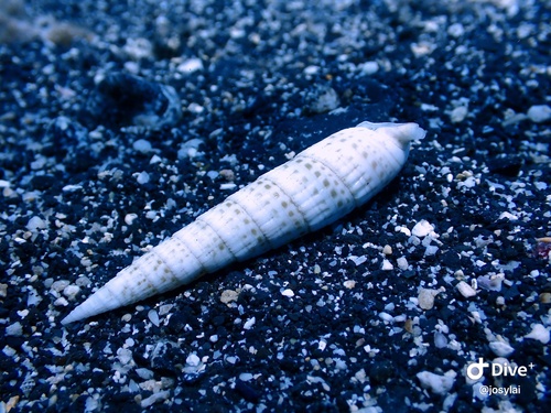 Rhinoclavis fasciata observed 2023-04-04