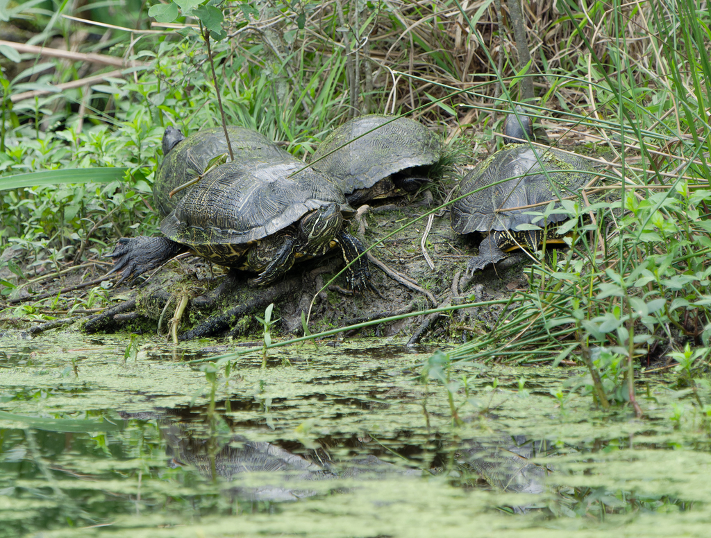 Red-eared Slider from Armand Bayou Nature Center, Pasadena, TX, USA on ...