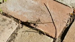 Sceloporus variabilis marmoratus