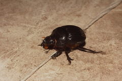 Dichotomius colonicus