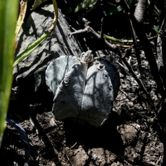 Astrophytum myriostigma