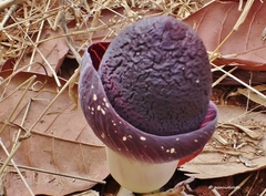 Amorphophallus aphyllus