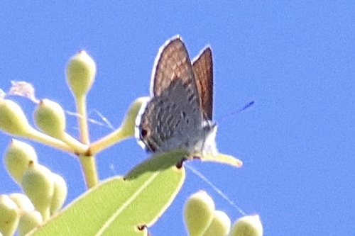 Acrodipsas arcana