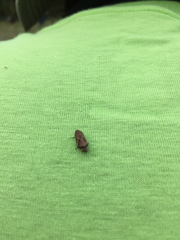 Lepyronia quadrangularis