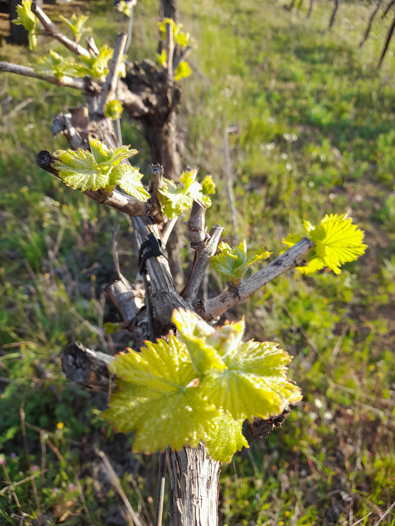 Vitis Vinifera L.