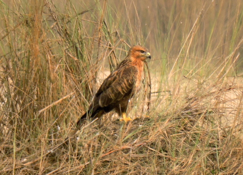 Long-legged Buzzard