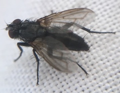 Rhinophoridae