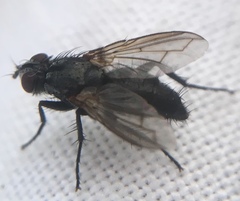 Rhinophoridae