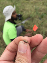 Lepyronia quadrangularis