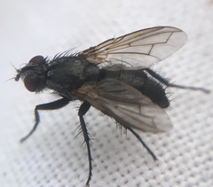 Rhinophoridae