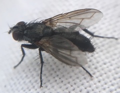 Rhinophoridae