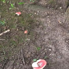 Russula