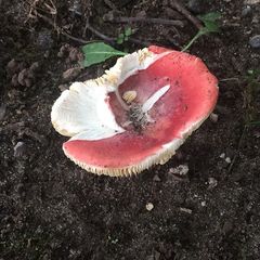 Russula