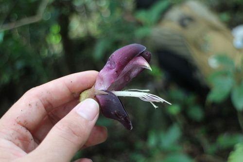 Mucuna membranacea iNat (3)