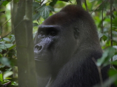 Gorilla gorilla gorilla image