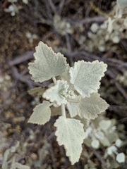 Malacothamnus gracilis