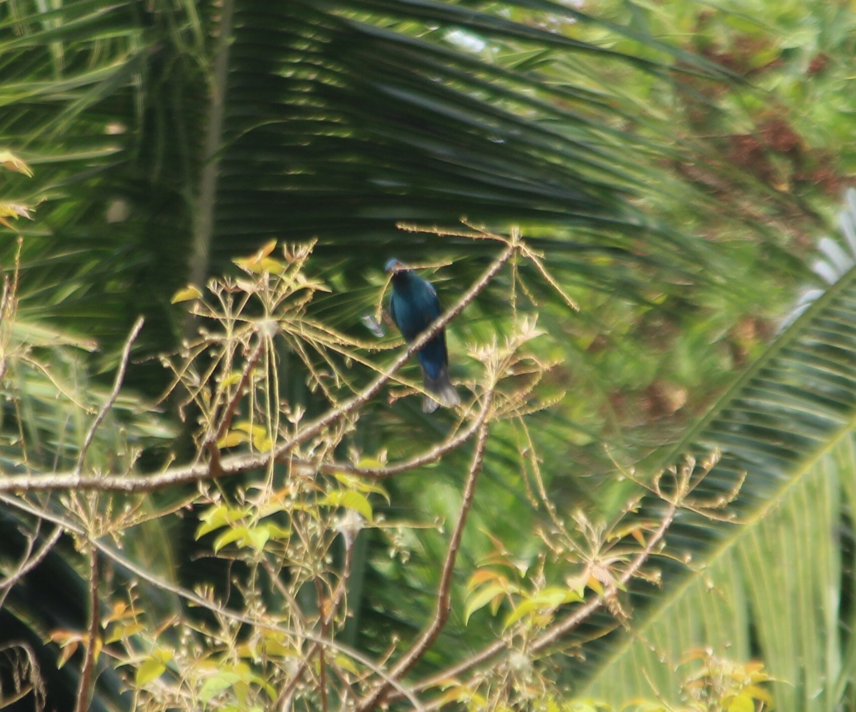 Asian Fairy-bluebird