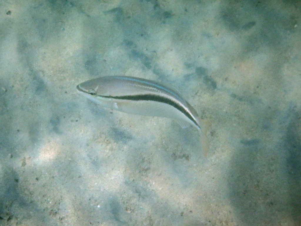 Western Butterfish from Cockburn, WA, Australia on April 04, 2023 at 11