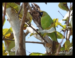 Chloropsis aurifrons
