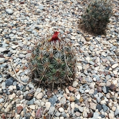 Coryphantha echinoidea