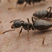 White-footed Ant - Photo (c) Karthik, some rights reserved (CC BY-NC), uploaded by Karthik