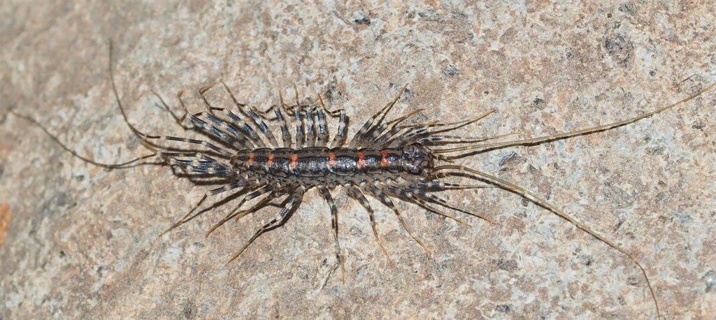 Australian House Centipede from Yarra Ranges - North, Yarra Ranges ...