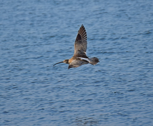 Zarapito real (Numenius arquata)