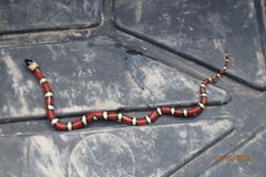 Lampropeltis annulata