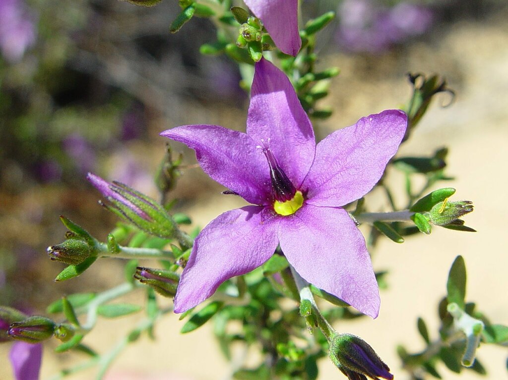 Halgania lavandulacea