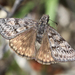 Rocky Mountain Duskywing - Photo (c) Bill Bouton, some rights reserved (CC BY-NC)